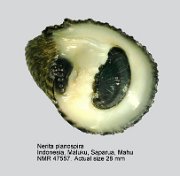 Nerita planospira (4)